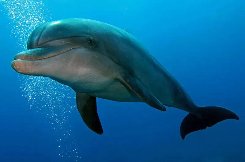 what-to-see-dolphins