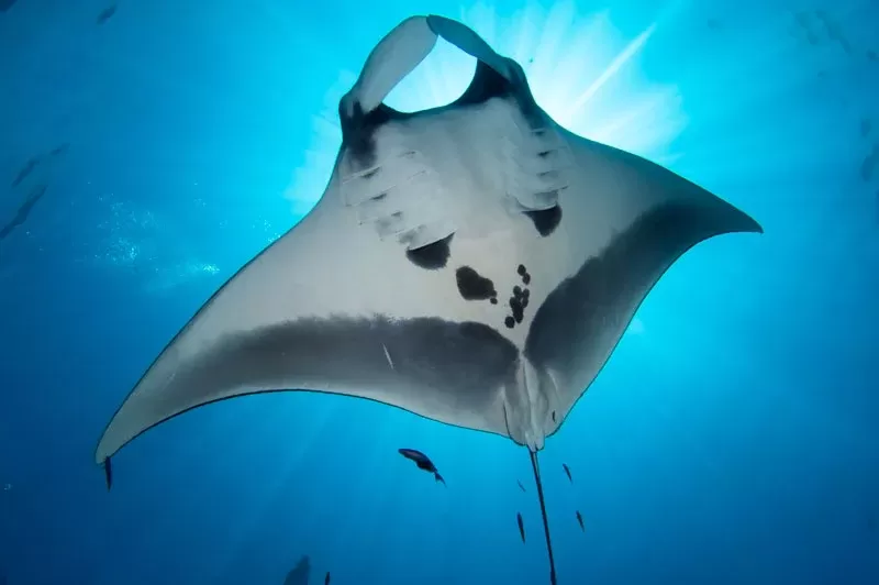 what-to-see-mantas_1