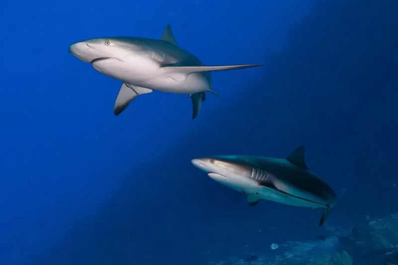 what-to-see-gery-reef-sharks_1